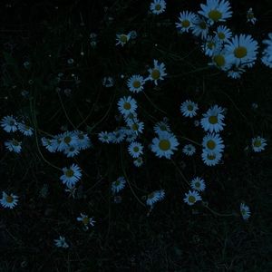 Meet your Posher, Ellee